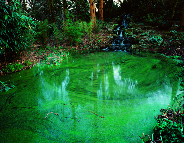 Green-pond2004100x125cm-C-print